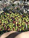 Olivenernte in Torri del Benaco am Gardasee