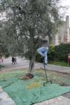 Olivenernte in Torri del Benaco am Gardasee