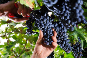 Bardolino Weinproben und Degustationen für Gruppen