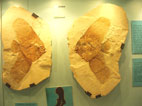 Fossil Museum Bolca - Lessinia