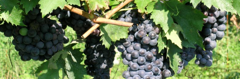 Das Weingut Tenuta Villa San Zeno Familie Corradini produziert Valpolicella und Amarone Wein.